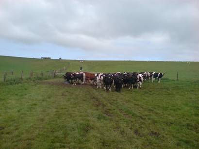 Picture of cows blocking the route.